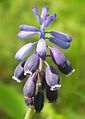 Muscari sp.