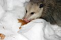 Minnesota opossum.