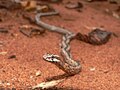 Mimophis mahfalensis Mimophis