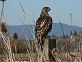 Immature; Ridgefield National Wildlife Refuge, Washington