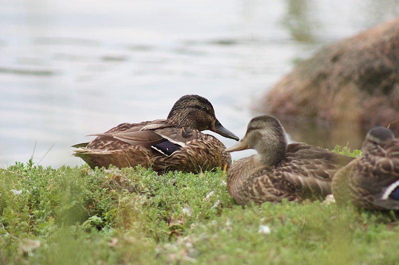 File:Ducks in Espoo.jpg