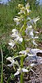 Platanthera bifolia France - Bucey-lès-Gy