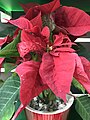 Day 25:Poinsettia (بنت القنصل)