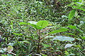 A type of poison ivy in sumatran forest