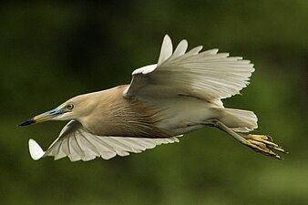 In flight