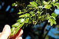 Foliage; Neuquén, Argentina