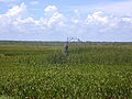 Marshland at Barataria Preserve Marais dans la réserve de Barataria