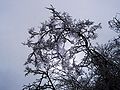 Ice-covered tree, January 1, 2006, Val di Taro (PR), Italy