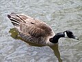 * Nomination Branta canadensis on a mission. --Thefurlinator 01:51, 1 June 2009 (UTC) * Decline Can you try to bring out more detail in her head, please? Too dark. Maedin 17:15, 7 June 2009 (UTC) Head is too dark. Maedin 17:25, 10 June 2009 (UTC)