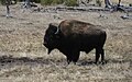 Yellowstone NP