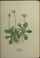 Plate 1 Bellis perennis