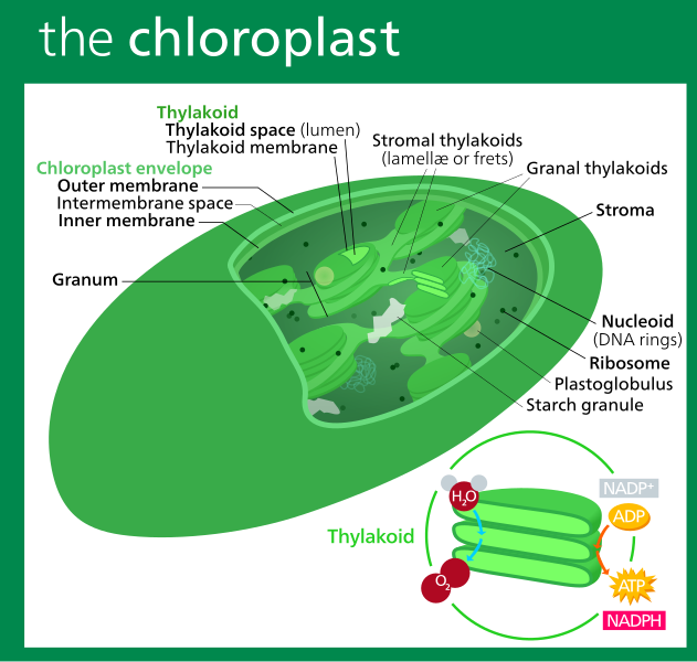 File:Chloroplast II.svg