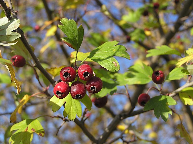 File:Crataegus monogyna 3.jpg