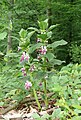 Melittis melissophyllum Germany - Schwäbisch-Fränkische Waldberge