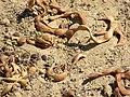 Acacia seeds in Makhtesh Gadol.