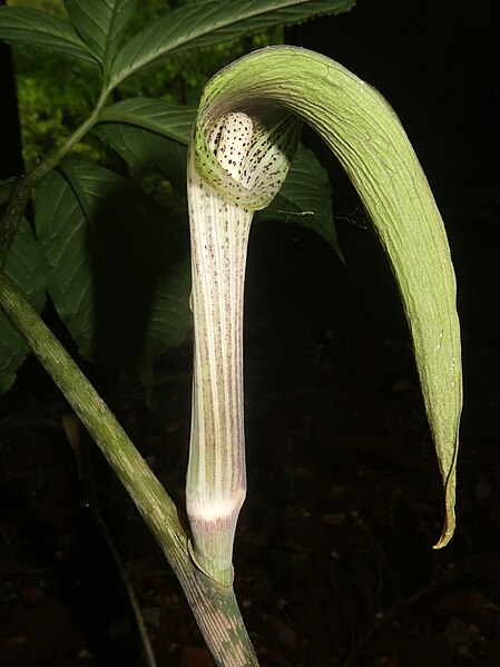 File:Arisaema iyoanum 2.JPG