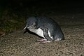 wild bird on Kapiti