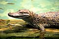 Caiman on a log, in "Parque de las Leyendas Zoo" in Lima-Perú