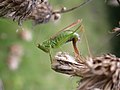 laying eggs