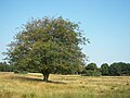 Pietzmoors, Schneverdingen, Germany