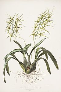 plate 22 Brassia verrucosa