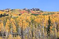 File:Fall Colors at Kebler Pass, Colorado USA.JPG