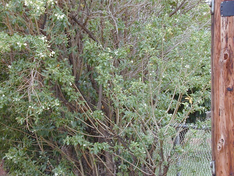 File:Starr 001101-0052 Cestrum diurnum.jpg