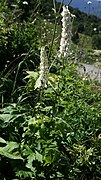 Aconitum orientale