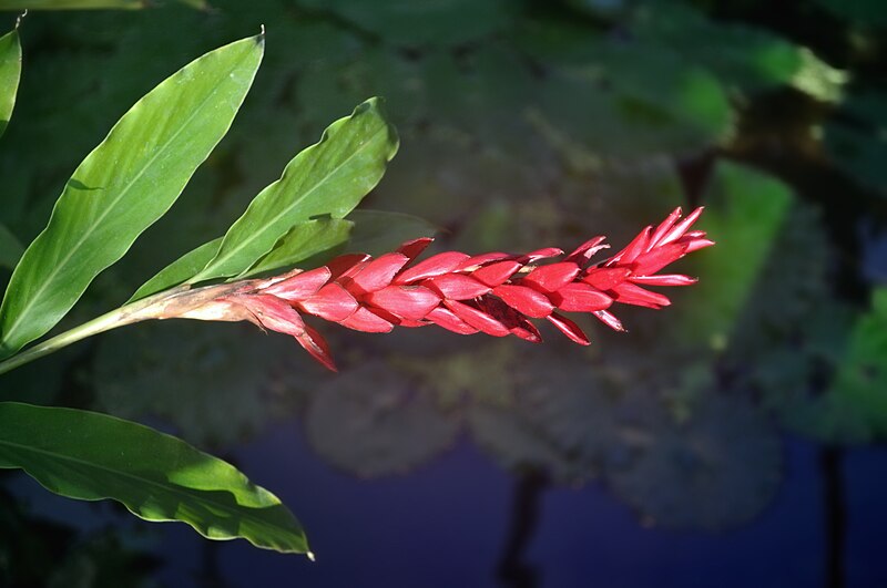 File:Alpinia purpurata.jpg