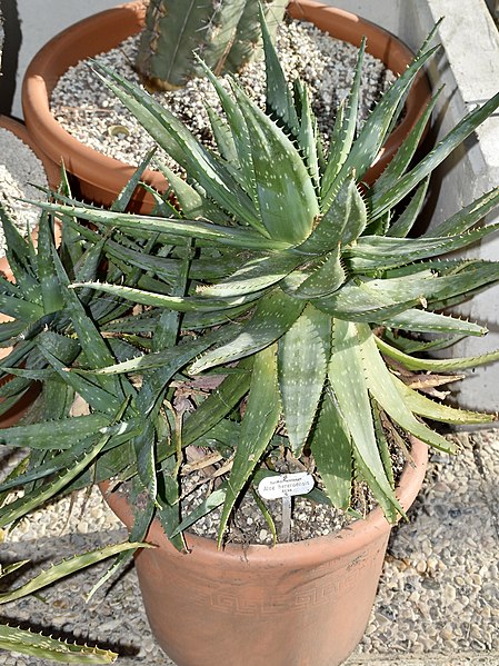 File:Asphodelaceae Aloe hereroensis 1.jpg