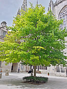 Jardins de la Cathédrale Saint-Corentin de Quimper