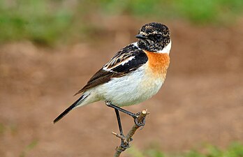 Male (breeding)