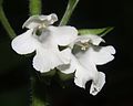 Melittis melissophyllum Germany - Schwäbisch-Fränkische Waldberge