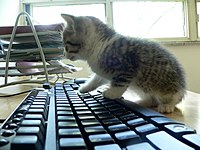 Cat standing on a computer keyboard