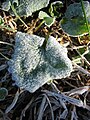 Early morning frost.