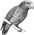 Parrot (PSF).png