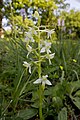 Platanthera bifolia Netherlands