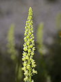 Reseda lutea