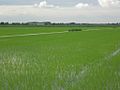 Paddy fields in Province of Ferrara