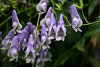 Aconitum yuparense