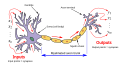 Neuron3.svg (Two arrowheads are incorrectly rotated in PNG renders of this svg file.)