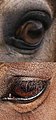 Comparison between the lighter brown or amber eyes of a buckskin and the dark brown eyes of a bay.