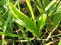 Liparis loeselii leaves Germany - Müritzgebiet