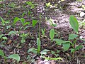 Orchis purpurea Germany - Weingarten (Baden)