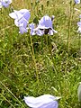 Campanula rotundifolia