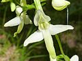 Platanthera bifolia Austria - Hoher Lindkogel