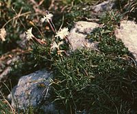 Dianthus petraeus