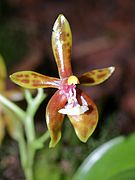 Phalaenopsis mannii