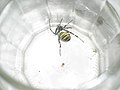 Argiope?