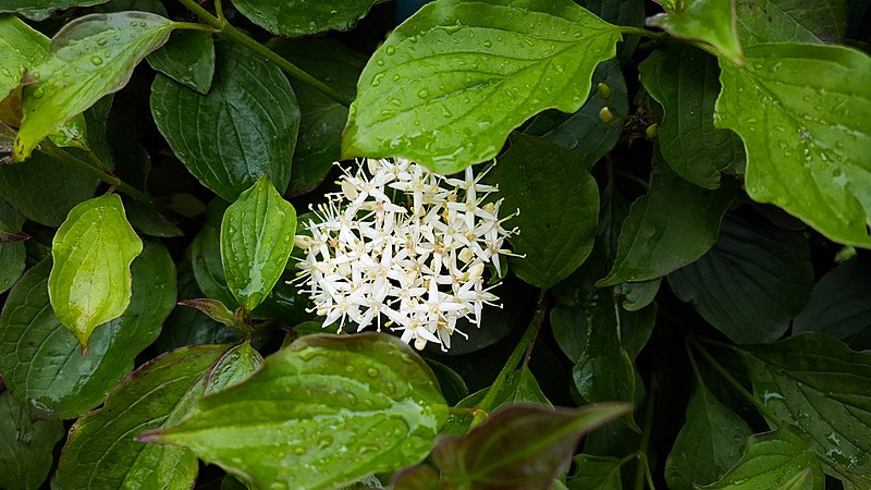 File:Cornus racemosa in Yerevan 02.jpg